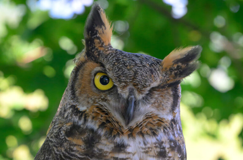 Great Horned Owl